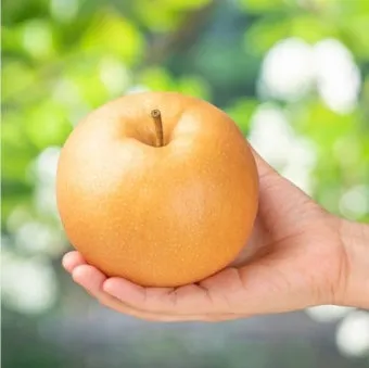 나주배 효능 특징 수확시기제철손질먹는방법나주배 보관 방법 안내_13