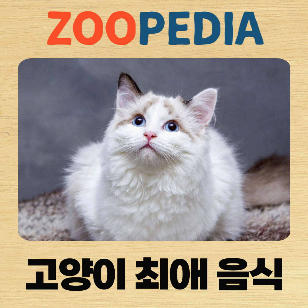 고양이 음식