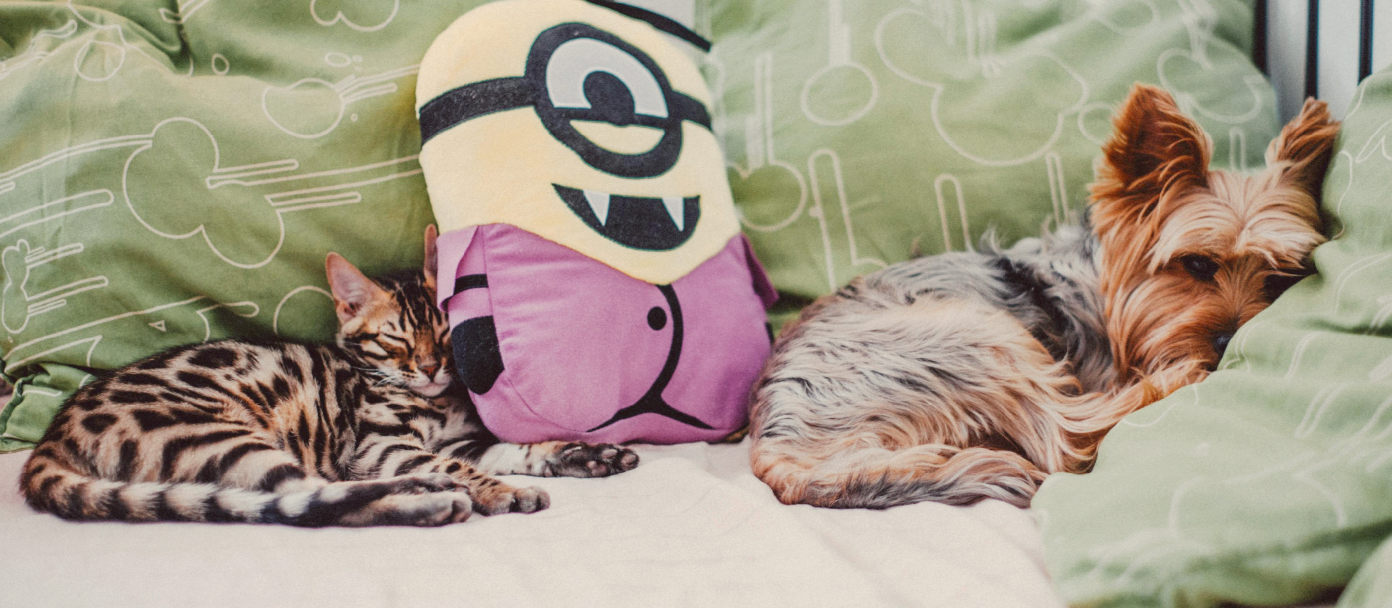 반려동물에게 편안한 동선을 만드는 공간 설계법ㅣ 방–복도–거실 흐름 기준으로 바라본 안정 구조