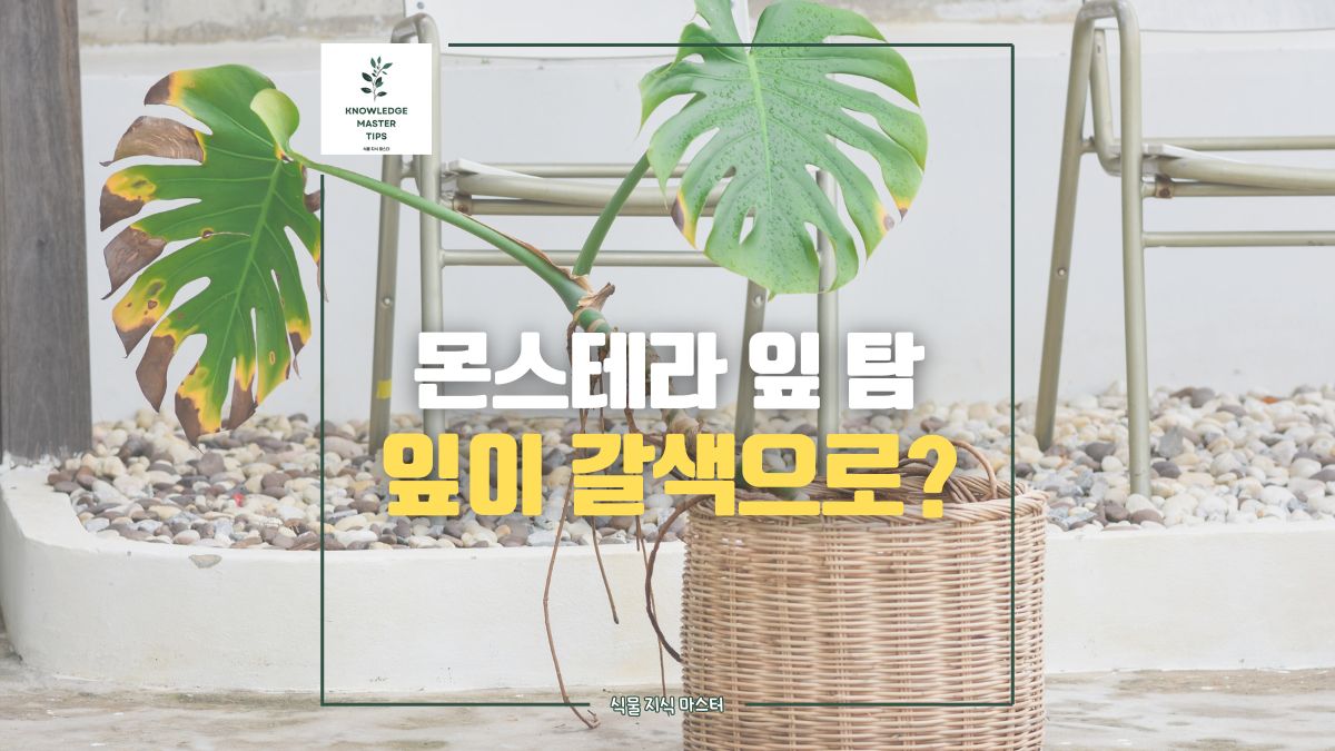 몬스테라 잎 탐, 갈색으로 타들어 가는 몬스테라 잎 왜 그럴까? 해결 방법