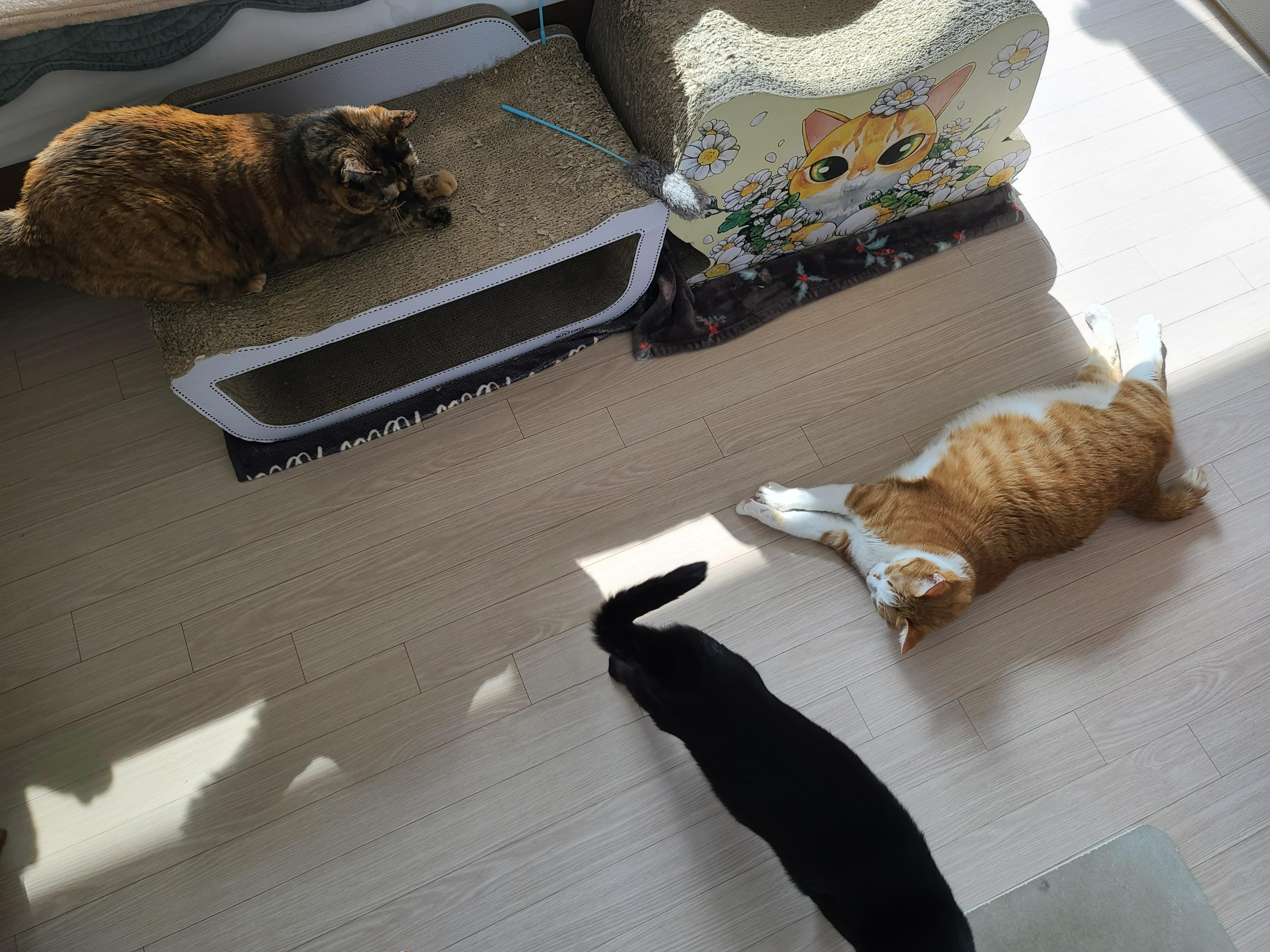 버리려고 하면 잘 써주는 청개구리 같은 고양이들 (feat.귀여운호야)