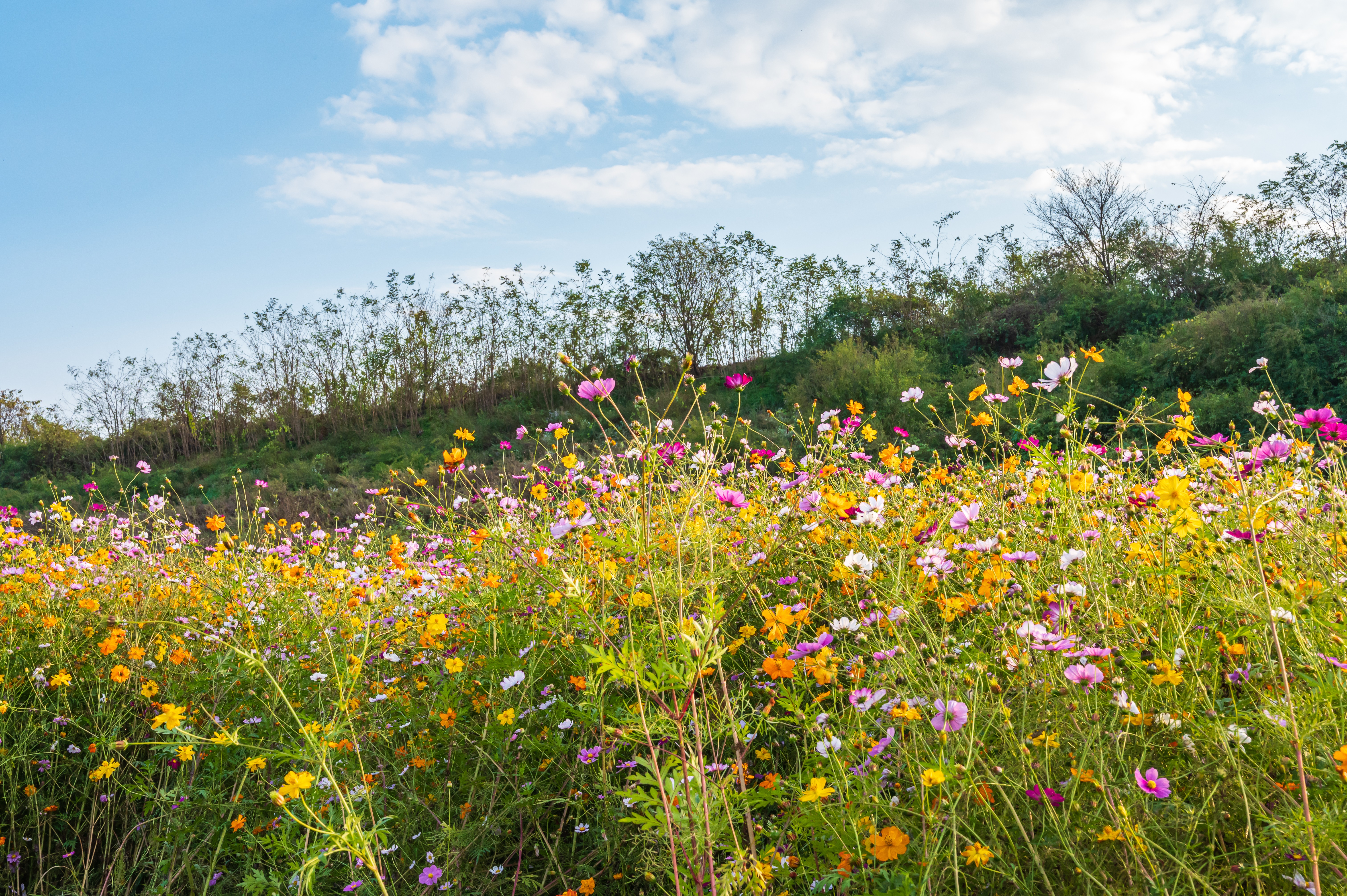 코스모스 만개 '세종 숲뜰근린공원'