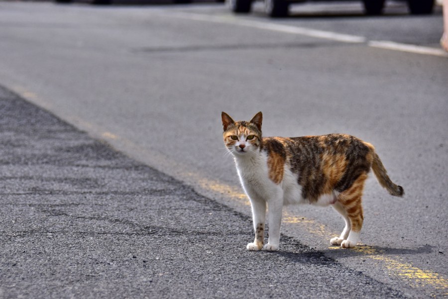 창원시 마산합포구 난포항에서 본 고양이