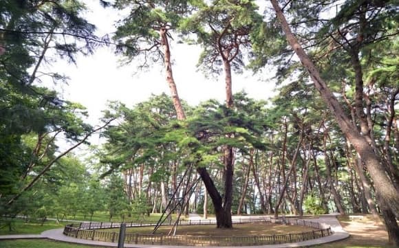 천연기념물 제349호 영월 청령포 관음송, 수령 600년 이상의 소나무로 단종의 유배 시절을 함께한 역사적 나무