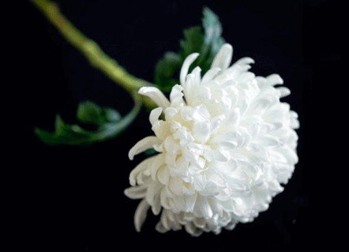 하얀색 국화 한송이가 비스듬히 있다.