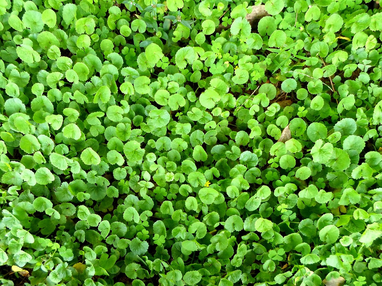 Centella-Asiatica