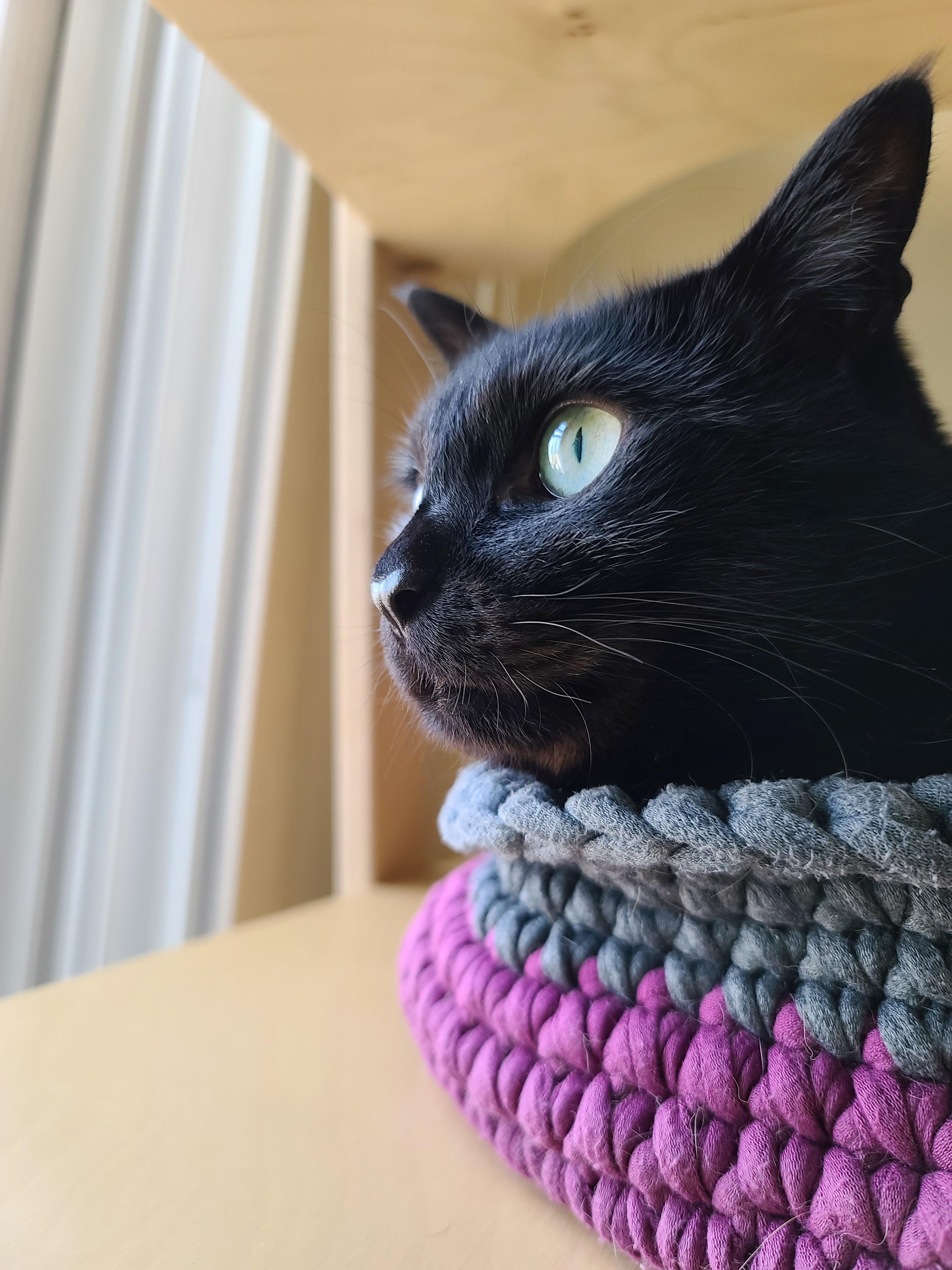 엄마가 만들어준 바구니 제대로 사용하는 고양이 건이.