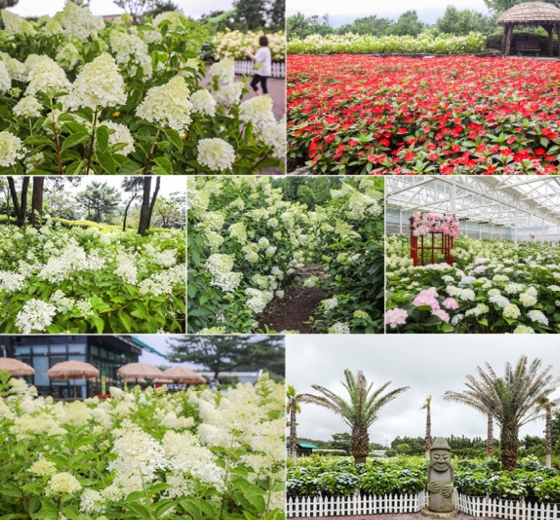 휴애리 수국축제 이미지