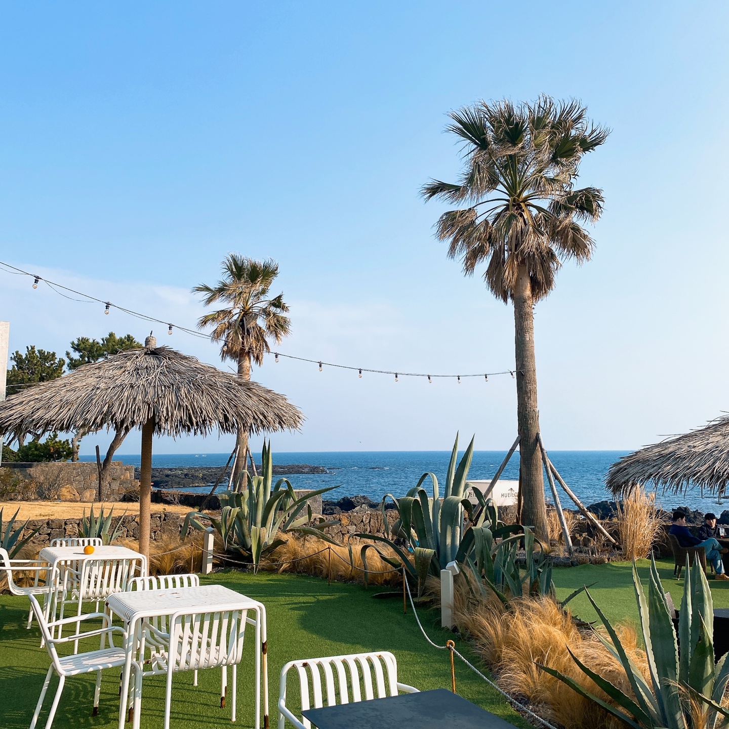 제주 안덕 유채꽃 포토존 오션뷰 카페 휴일로