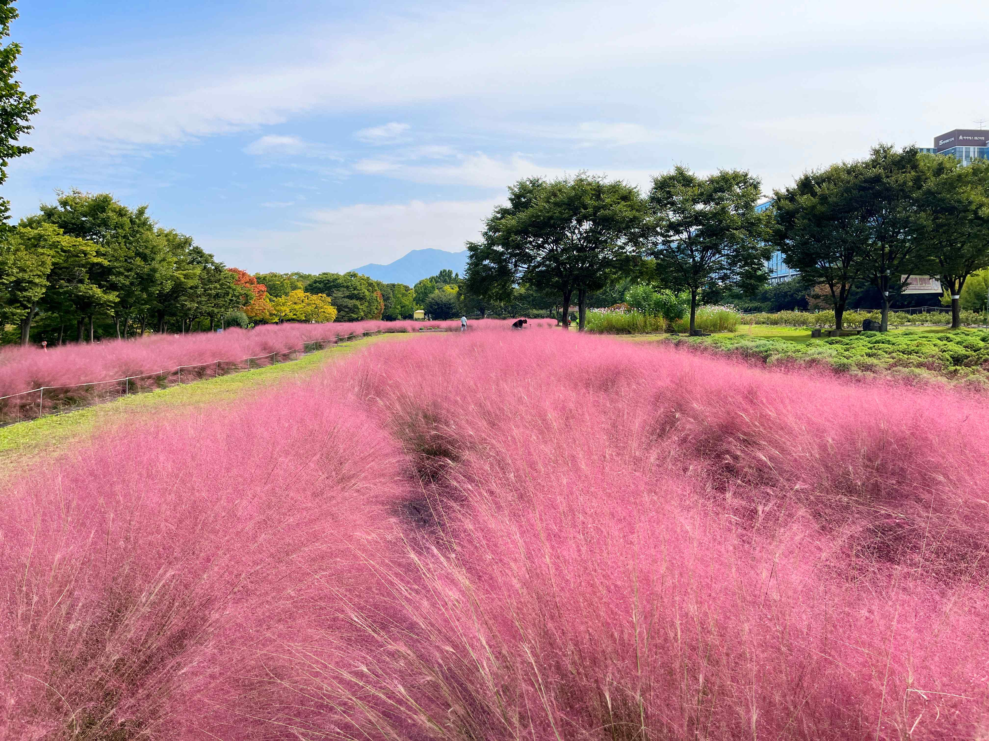 하남 미사경정공원 핑크뮬리