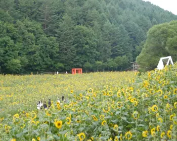 태백 해바라기 축제_11