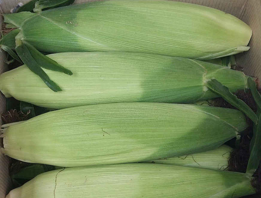 옥수수 준비하기