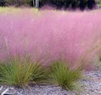 경관을 아름답게 꾸미기에 완벽한 조경 식물 잔디