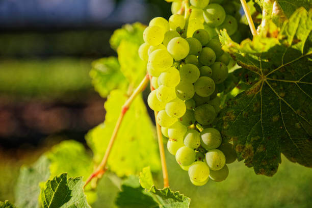 μ°μ΄ν & λ΄μ§λλ μλΉλ½λΈλ(Sauvignon Blanc) μμΈ νμ΄λ§ο½μ°λ»ν λ°λ€μ νλ―Έμ μ²λν νλΈμ κ΅μ°¨μ 