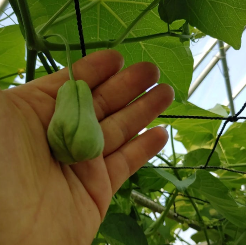 조연농장 차요테