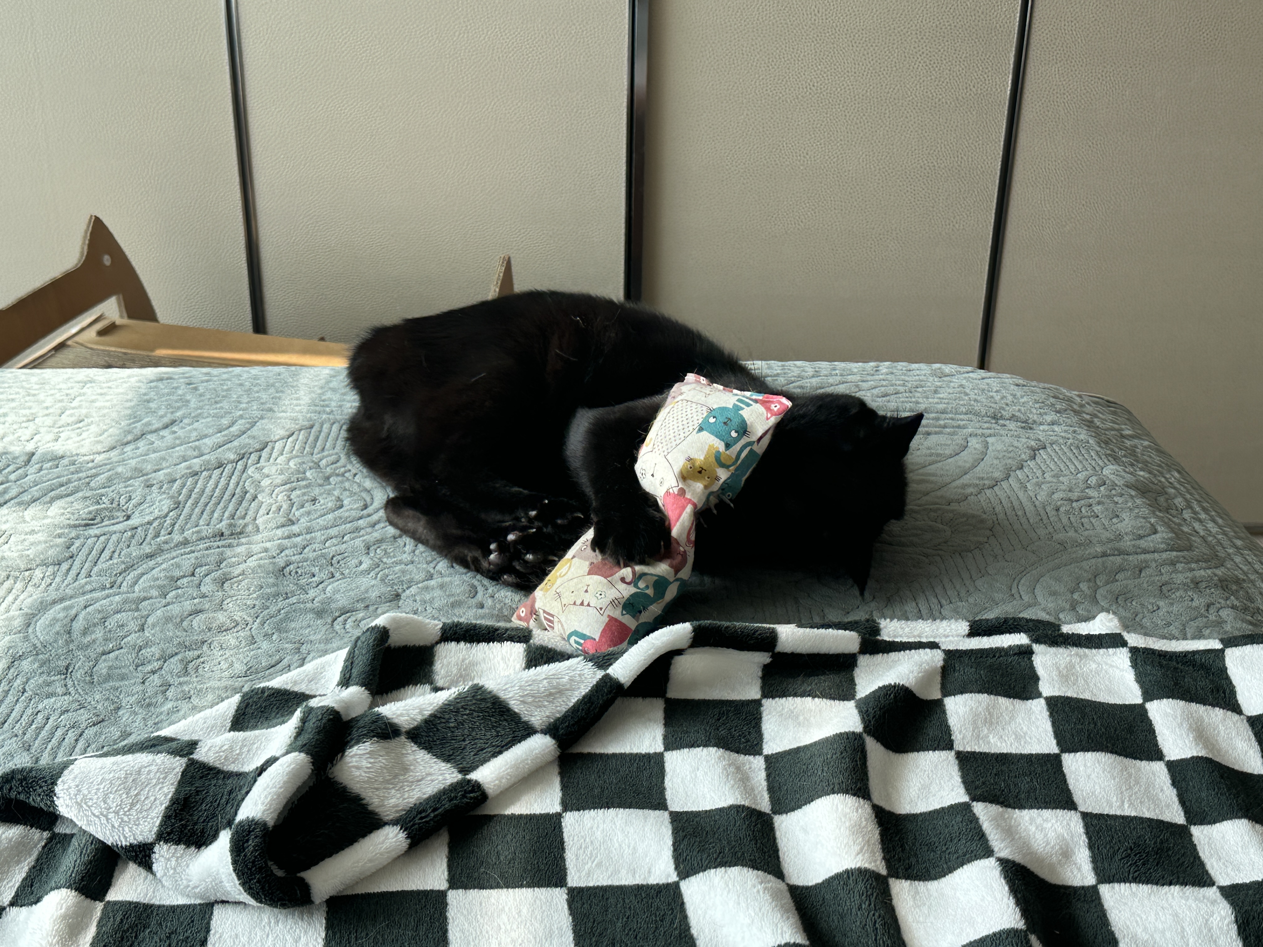 아침부터 캣닢에 취해 뒷발팡팡 남발하는 냥냥이 (feat.호야꼬리)