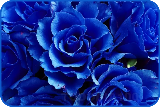 넓게 핀 파란장미