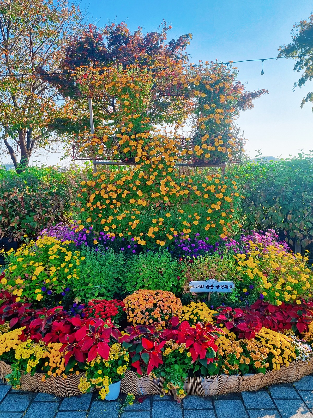 2024 인천 계양 아라온 가을꽃 전시회, 국화 축제(~11.10.): 야경, 아라뱃길, 전통놀이 체험