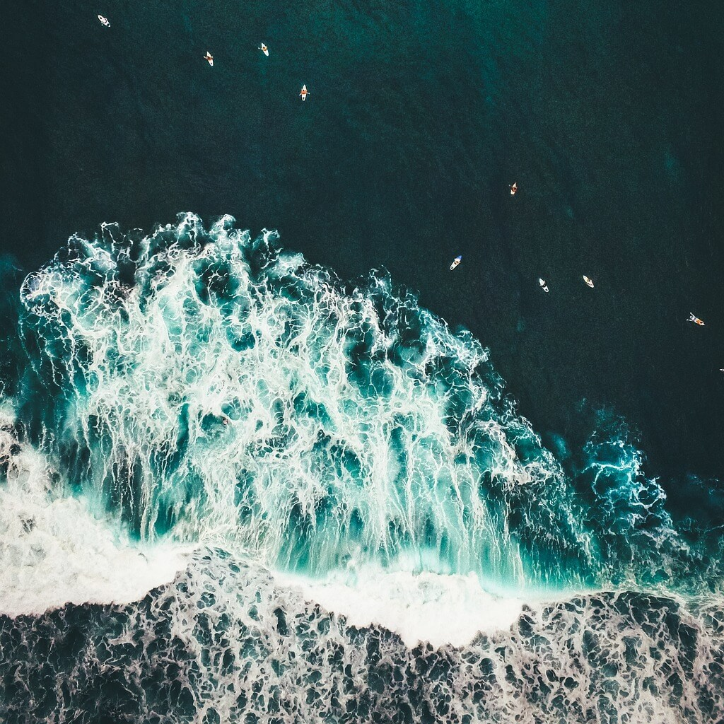 인도네시아 바다 조류