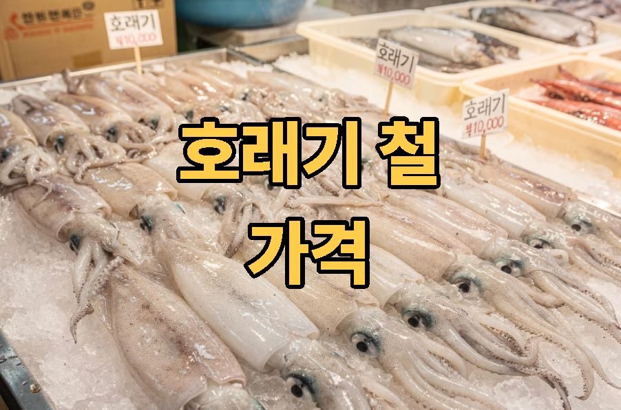 호래기 철 제철 가격