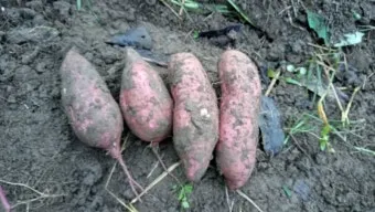 고구마캐는시기 딱 3가지 신호만 보세요 보관법까지 총정리로_28