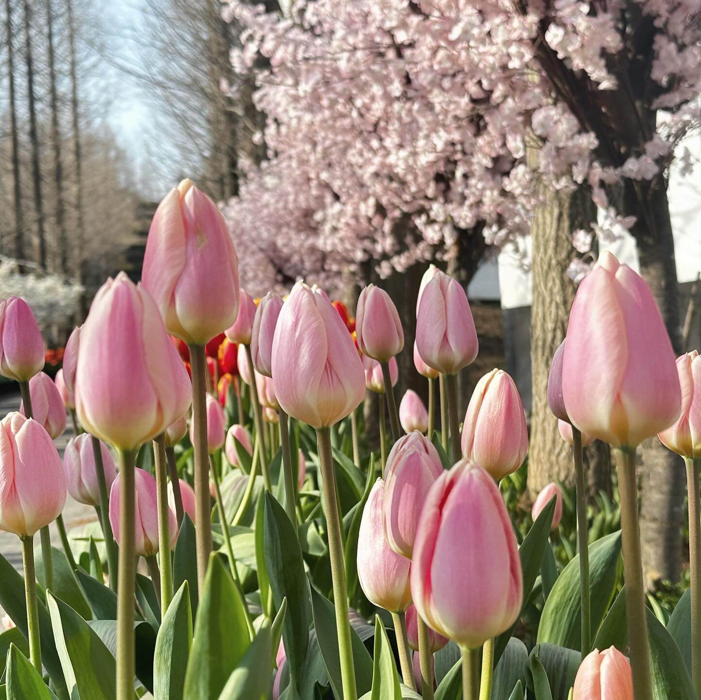 억만송이 봄꽃대향연 튤립 수선화 축제