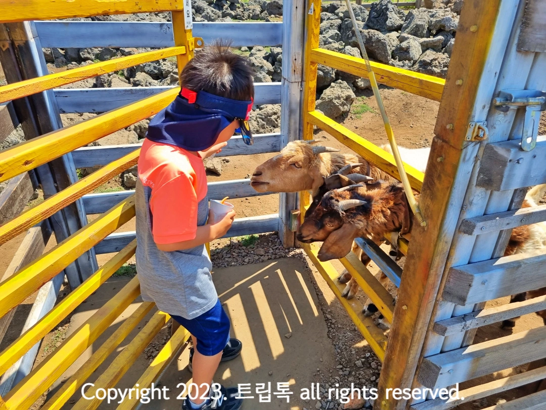 노람 문 사이로 머리를 내밀어 먹이를 먹으려는 염소들