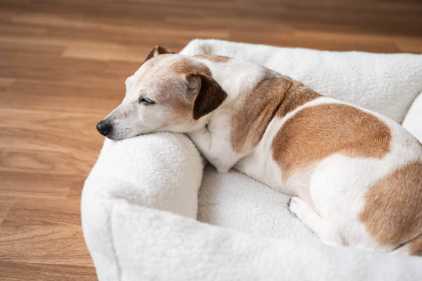 쿠션위에 누워있는 노령견