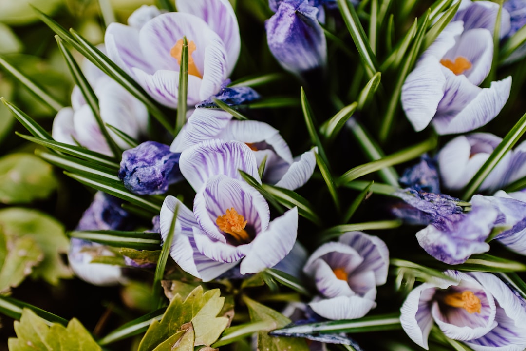 Bloom