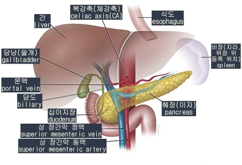 췌장 등의 위치