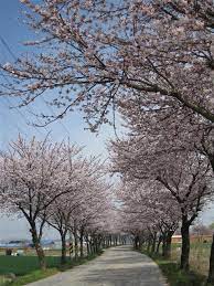 전라도 부안 개암동 벚꽃 명소 베스트 5 벚꽃시기 만개시기 드라이브 코스