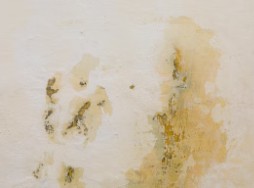 벽지-곰팡이-제거-방법-2