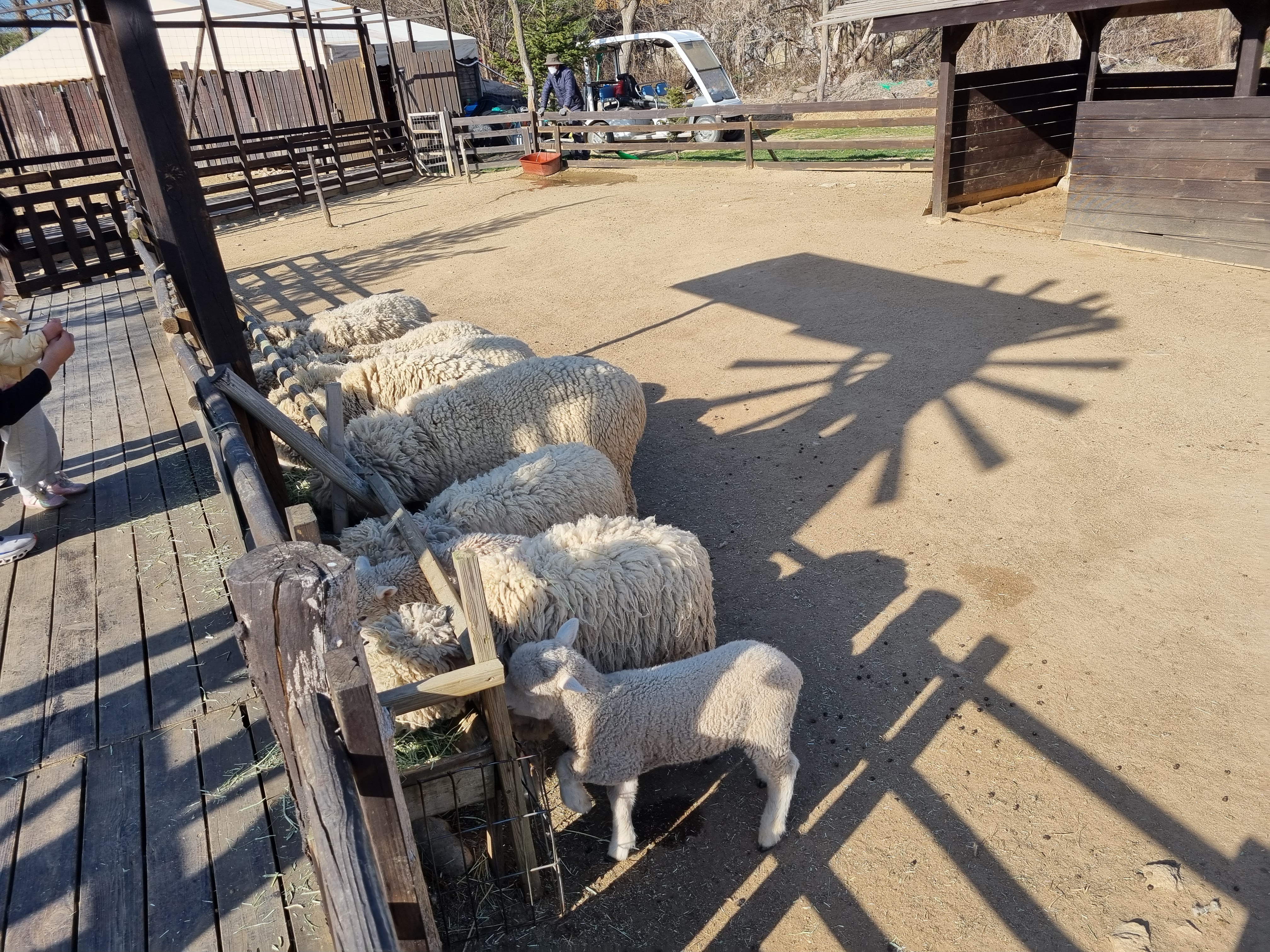 켄싱턴 평창 애니멀 팜