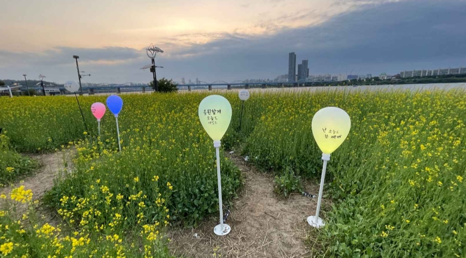 2024 서래섬 유채꽃 축제 주차장 정보, 무료셔틀버스(한강순환관람차)와 관련된 유채꽃 사진