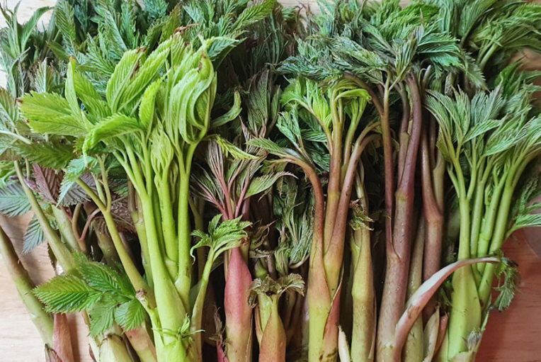 경남 산청 산나물 &lsquo;눈개승마&rsquo; 구매처