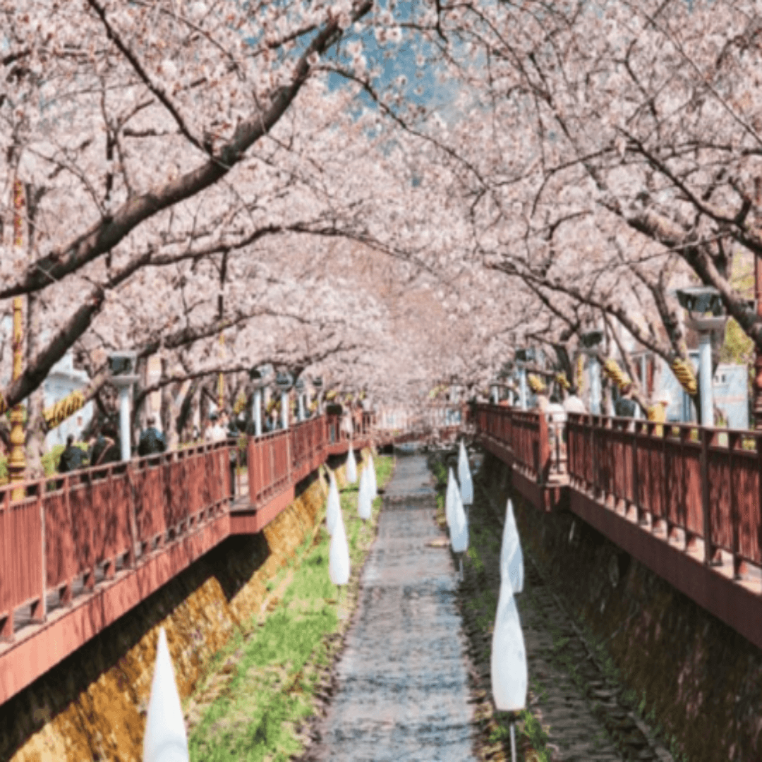 https://www.kkday.com/ko/product/18772-seoul-jinhae-cherry-blossom-festival-korea