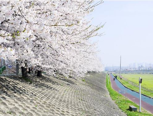 세종 벚꽃