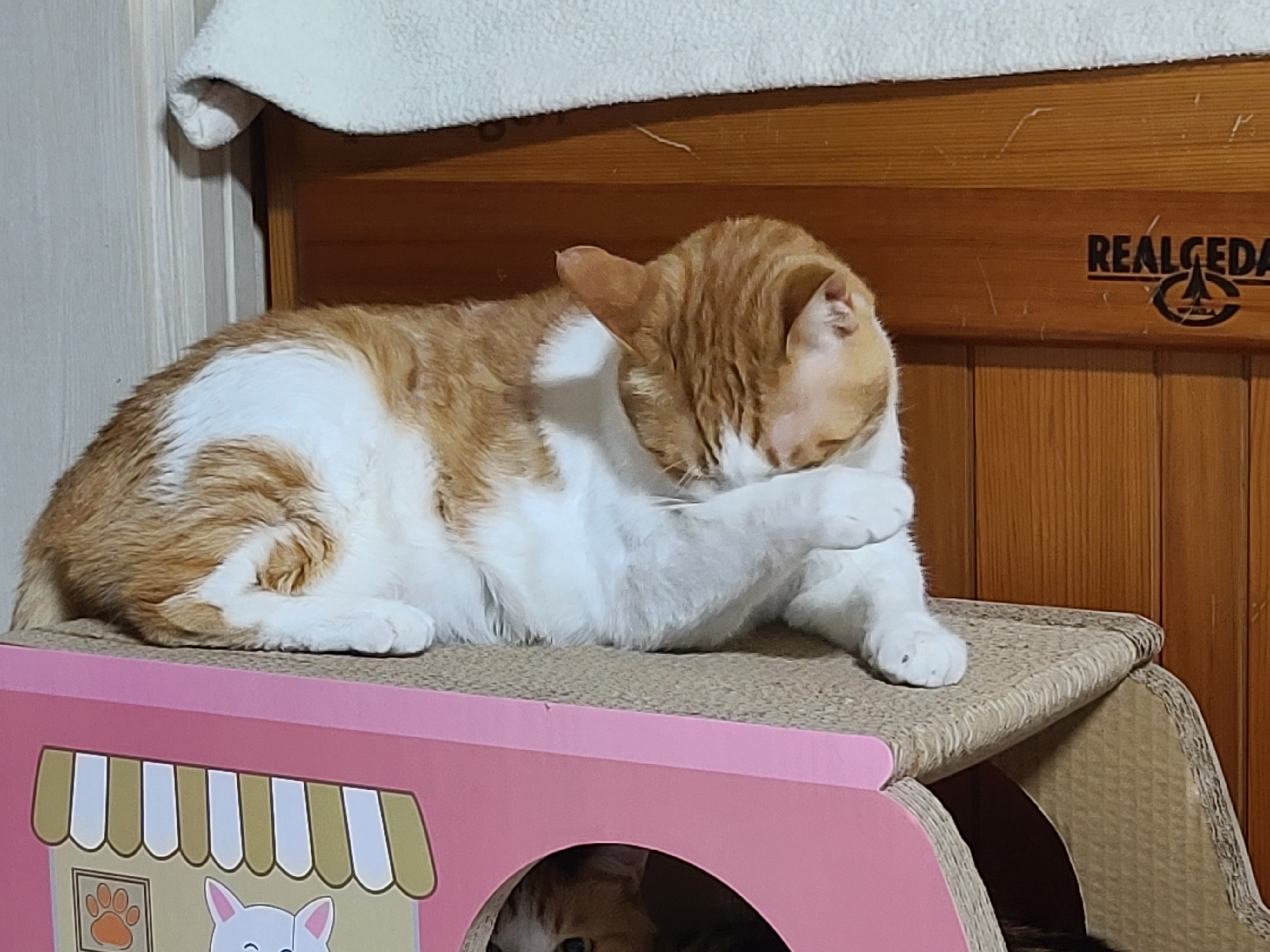 핑크붕붕이 스크래쳐 안에서 너무 귀여운 요미 (feat.막둥이)