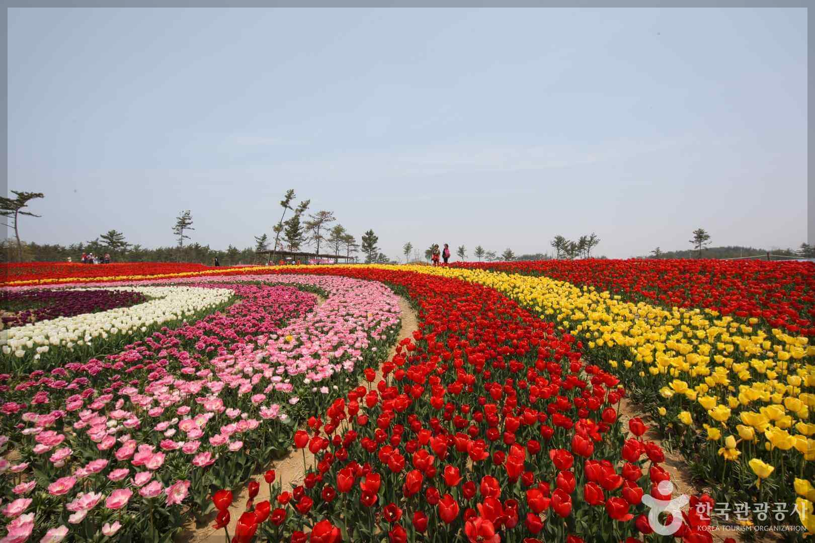 2024 태안 튤립 축제 일정 기간 입장료 할인 주차장