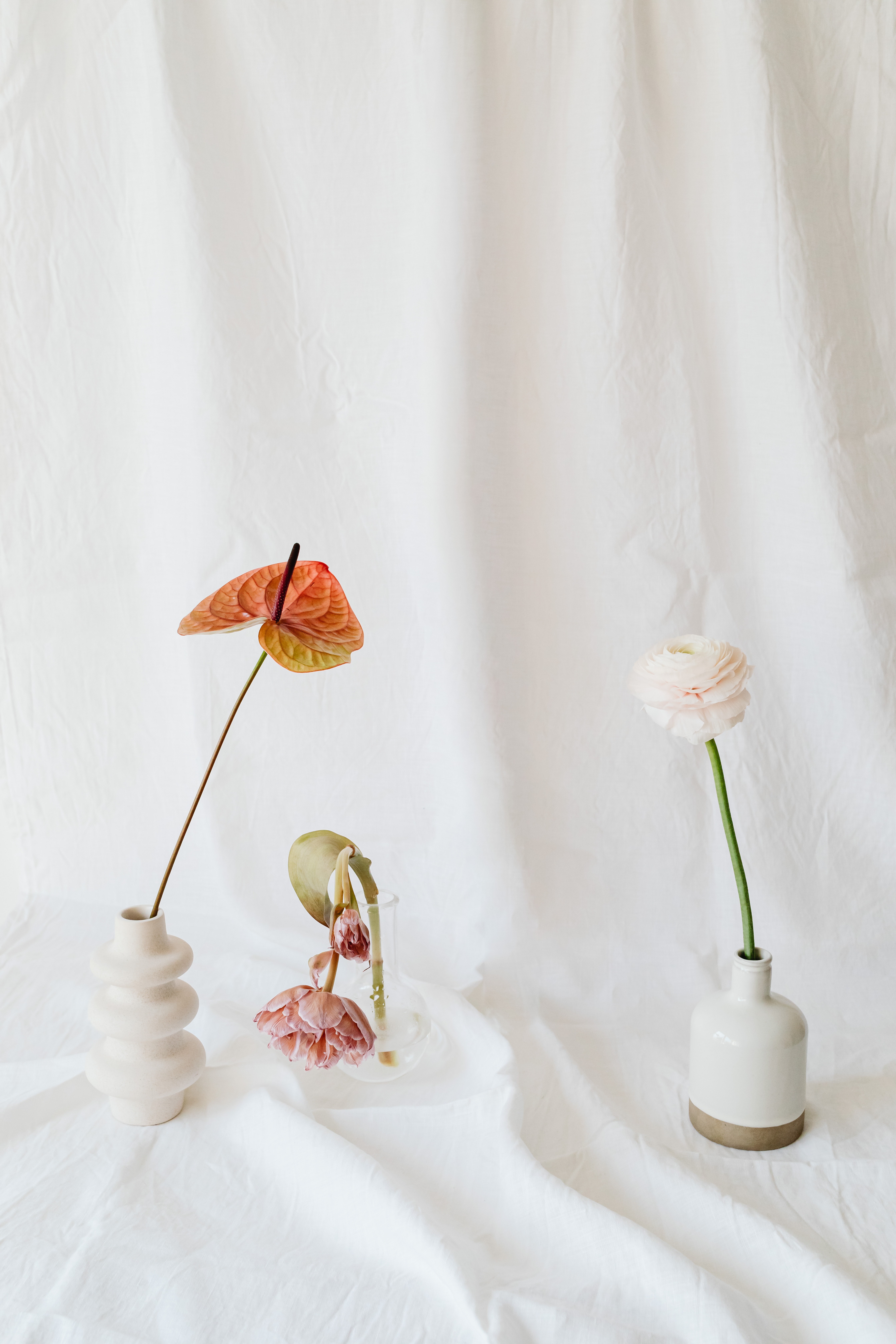 안스리움 키우기, 기본 관리방법 및 종류 How to Grow Anthurium / How to Care Anthurium Anthurium Care Guide