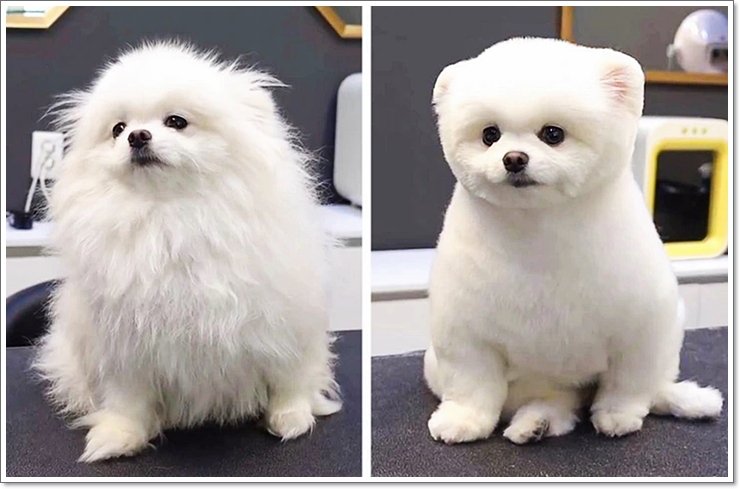 반려동물학과4년제대학