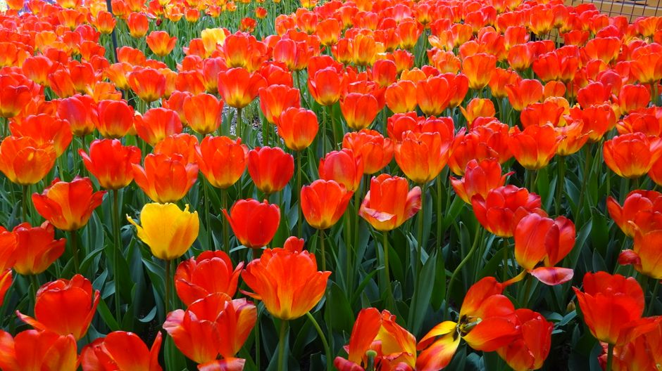 A stunning display of red and yellow tulips in full bloom under daylight, creating a vibrant spring scene.