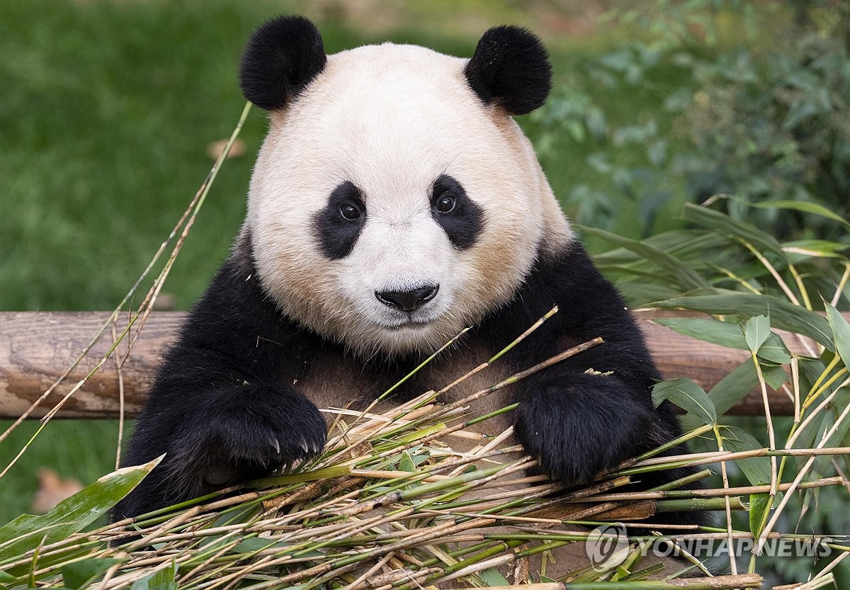 푸바오 중국 반환 마지막 모습 할부지 편지