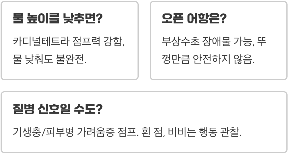 카디널테트라가 점프하는 이유와 뚜껑의 중요성