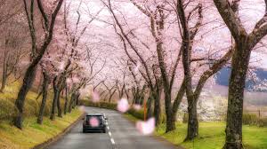 부산 달맞이길 벚꽃 드라이브 코스