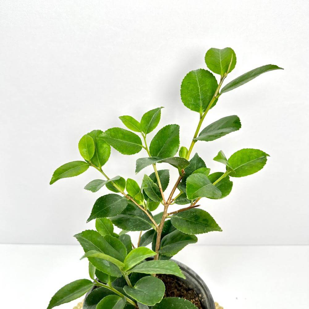 동백나무 키우는방법