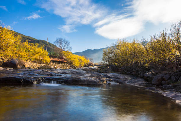 구례 산수유 꽃