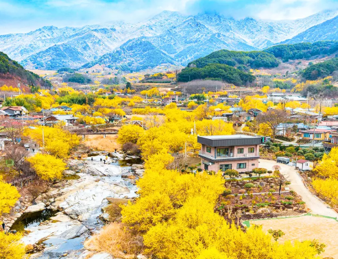산수유마을