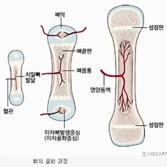 성장판 닫혀도 키 클 수 있는 방법과 성장 호르몬 시기_24