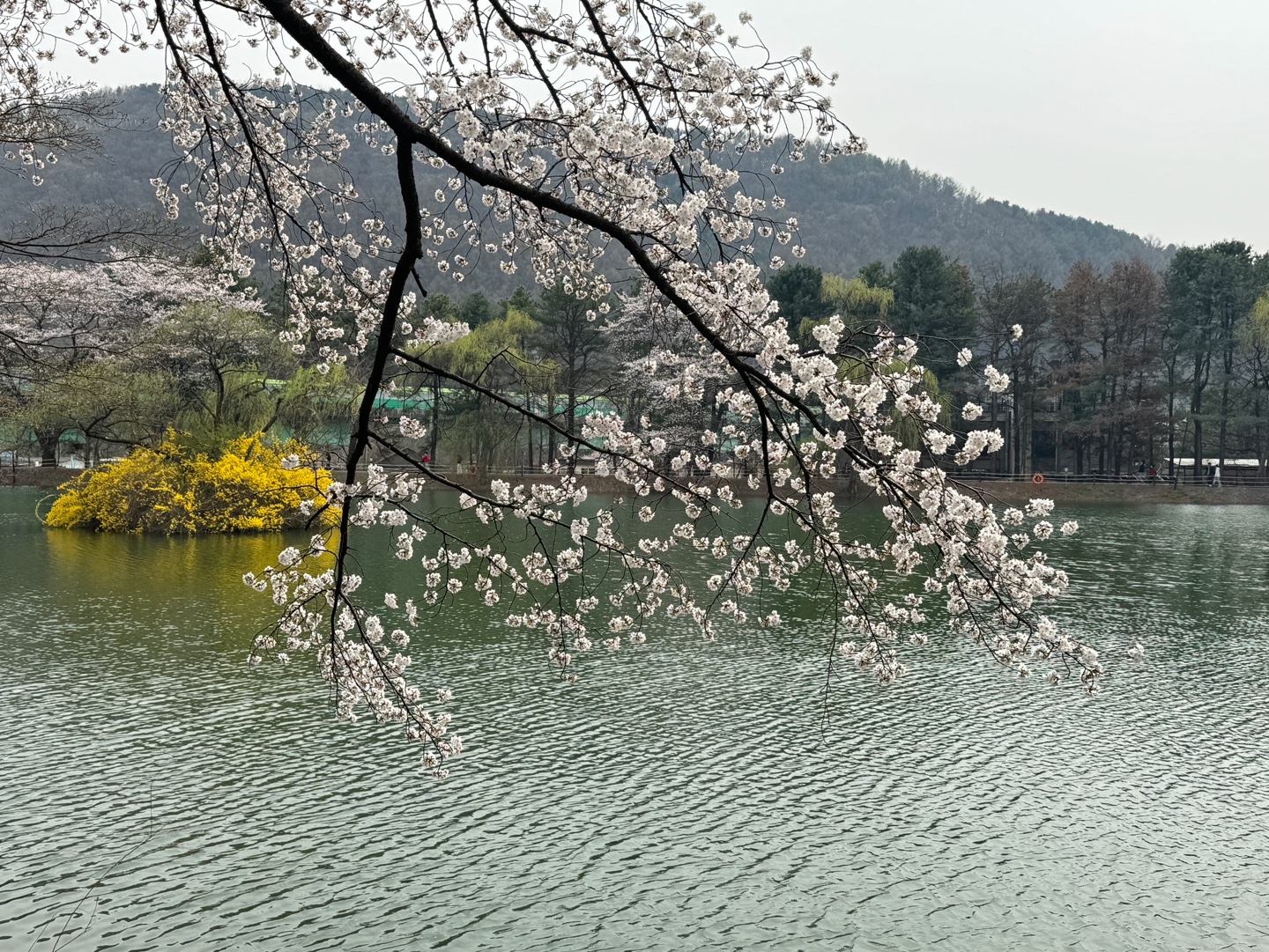 청평 벚꽃축제